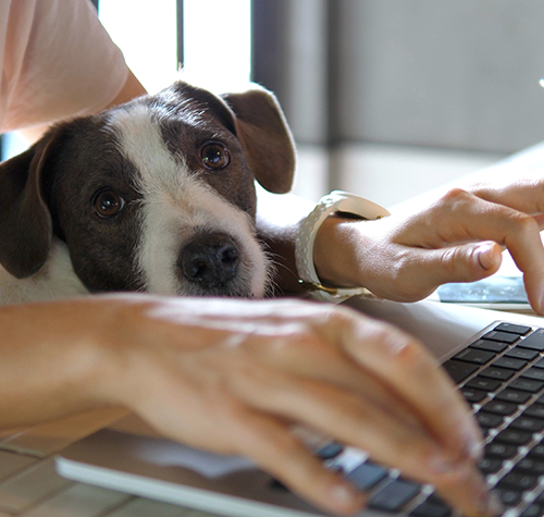 09_Remote Workers – For Pc Lms